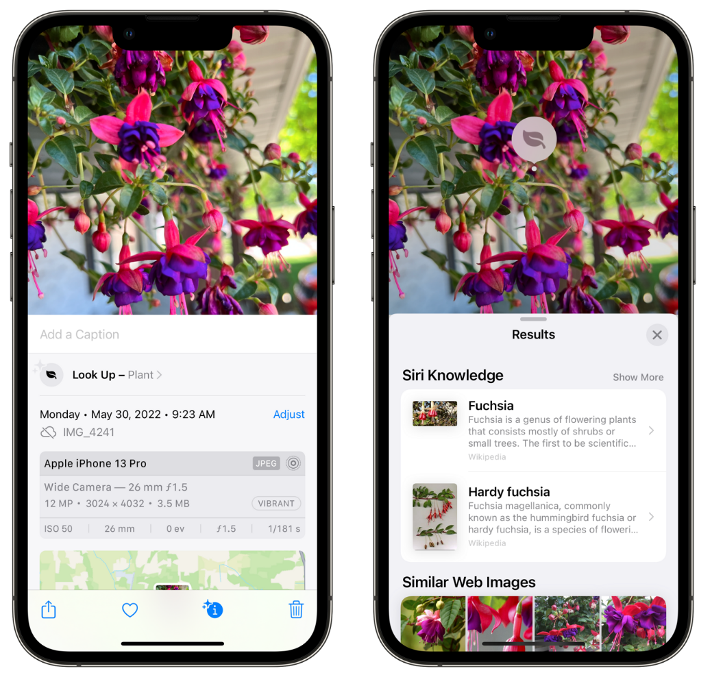 丹寨苹果手机维修分享小技巧：使用 iPhone 相机识别花卉植物 